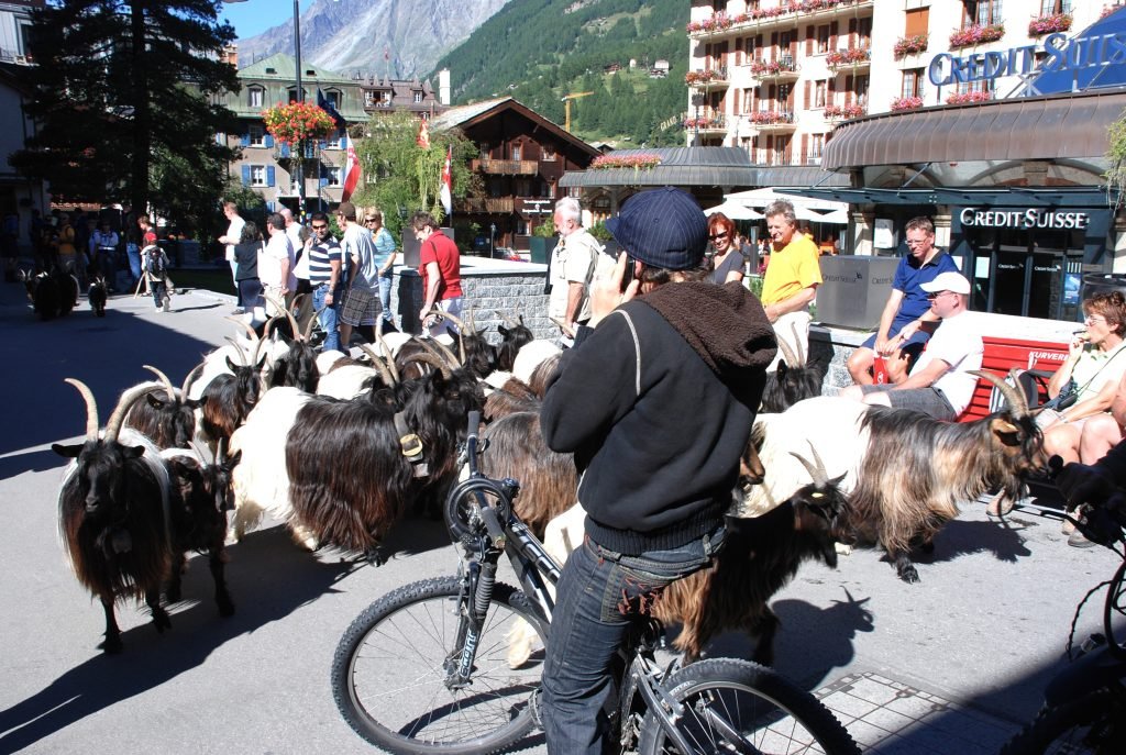 22 Cbras-Zermatt-Suiza