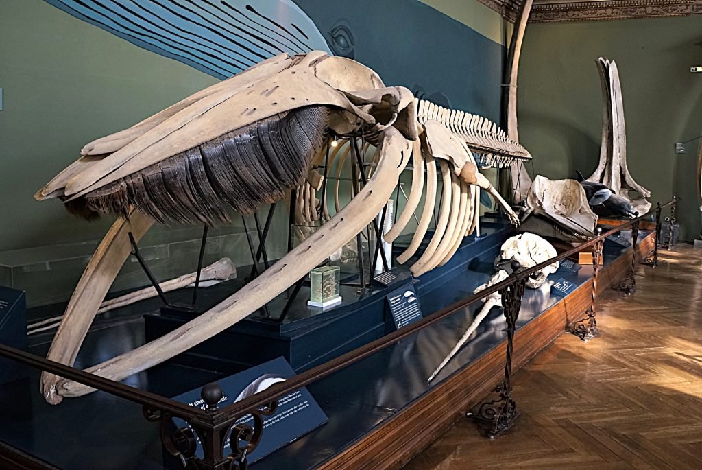 20 Ballena-Museo Historia-Viena-ZAustria
