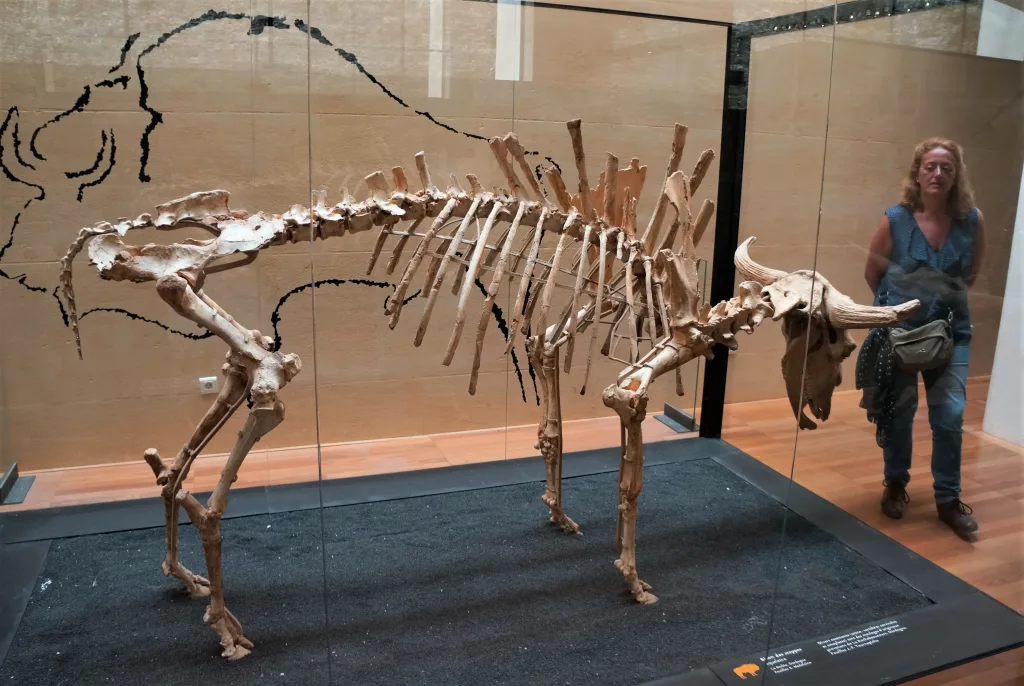15 Museo Prehistoria-Les Eyzies-Perigord-Francia