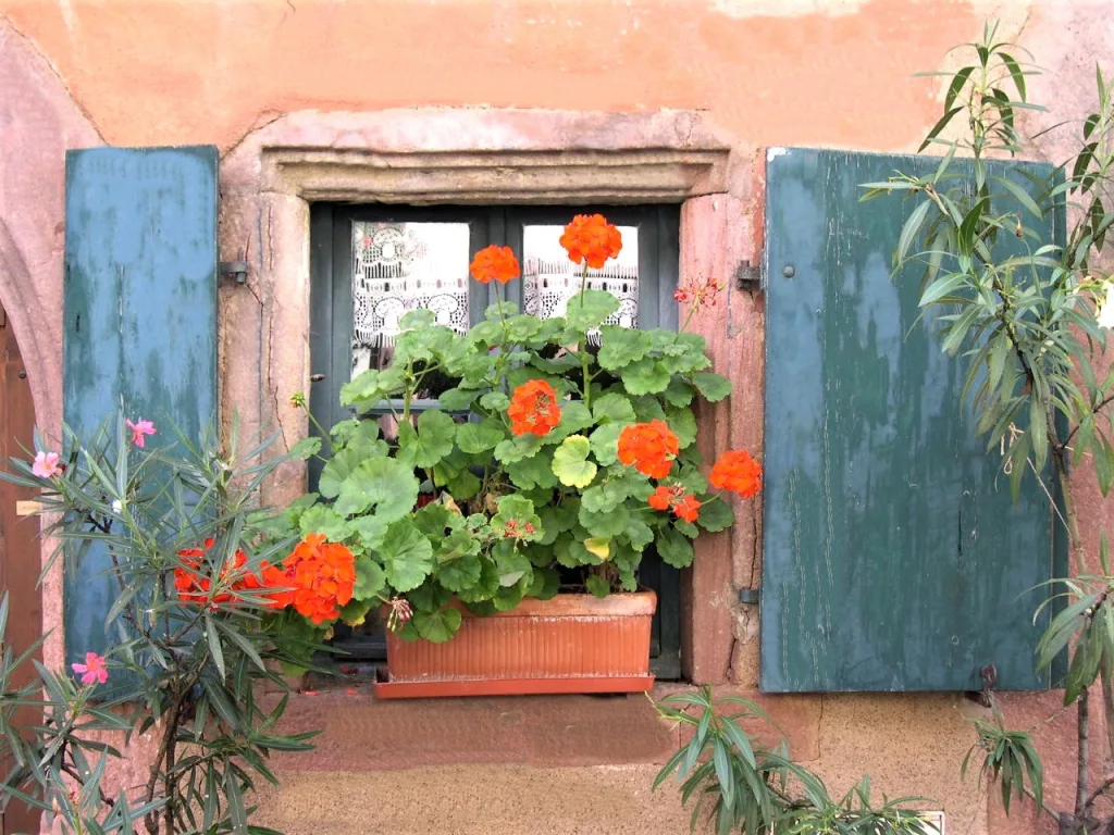 17 Riquewihr-Alsacia-Francia