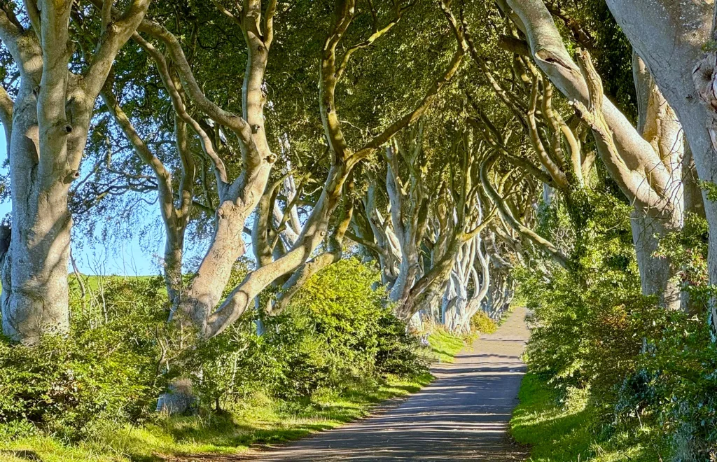13 dark Hedges-Irlanda Norte-Reino Unido