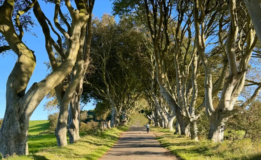 7 Dark Hedges-Irlanda Norte-Reino Unido