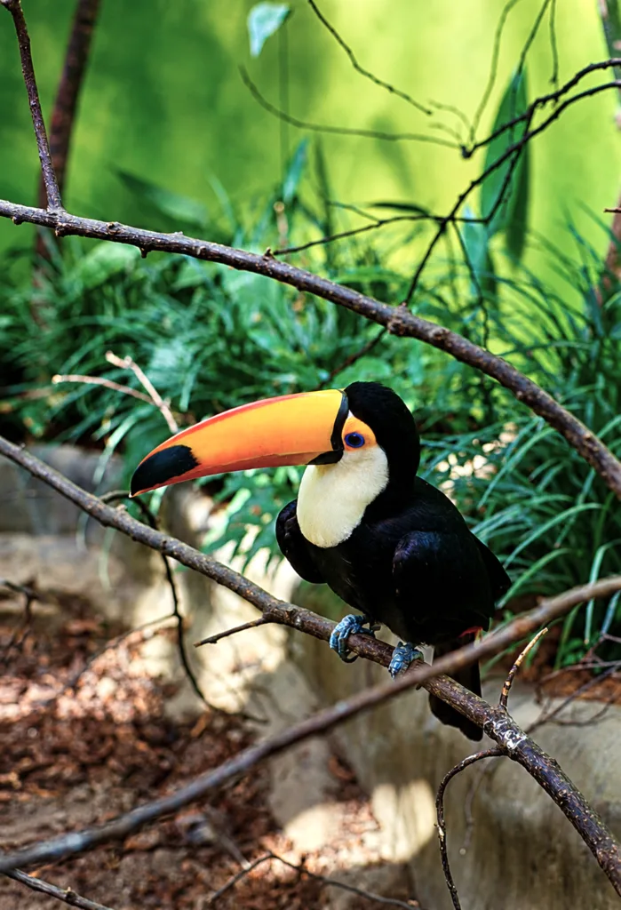 18 Zoo-Copenhague-Dinamarca