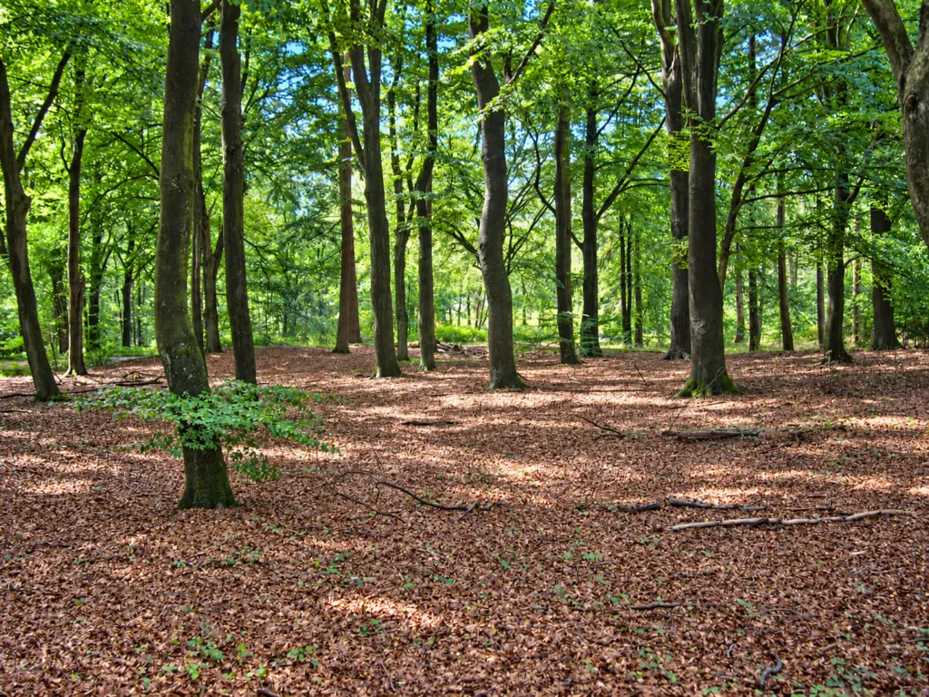 1 national park Hoge Veluwe-Países Bajos
