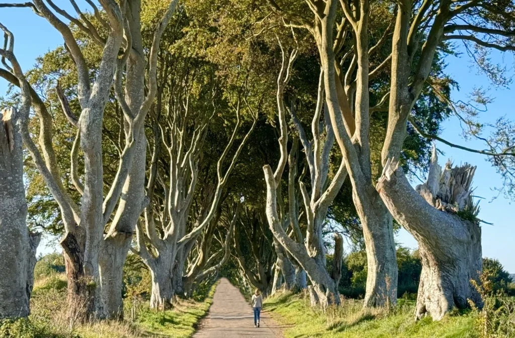 11 Dark Hedges-Irlanda Norte-Reino Unido
