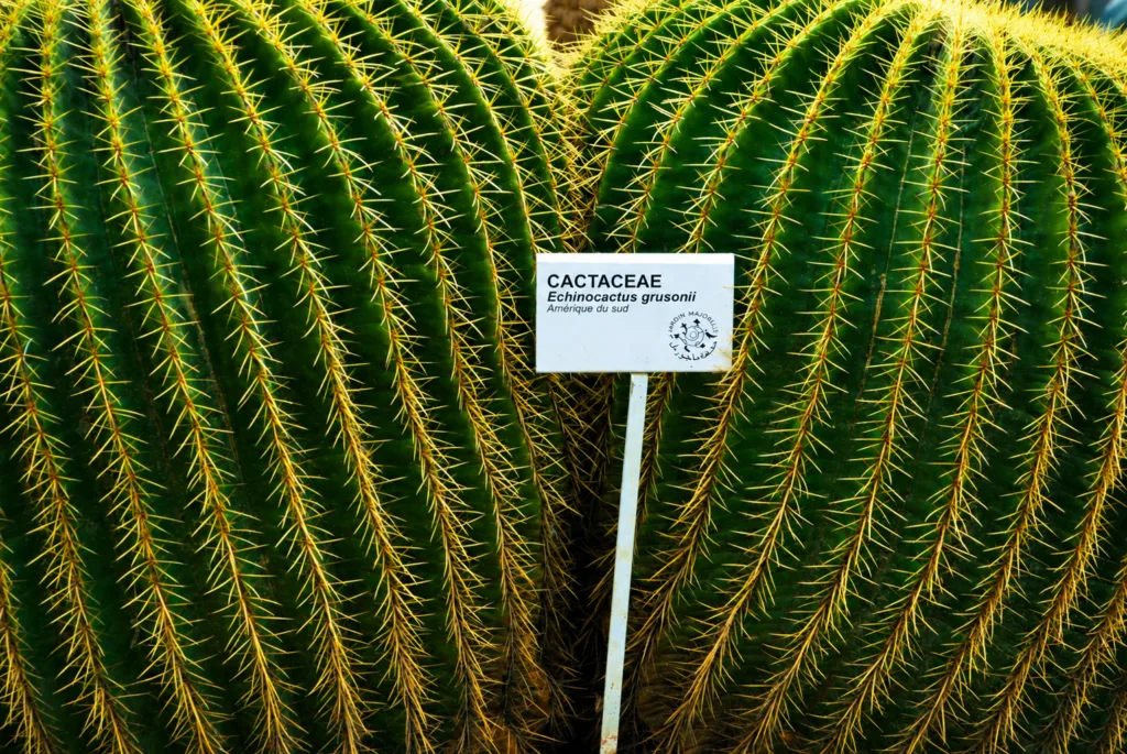 11 jaerdín Majorelle-Marrakech-Marrurcos