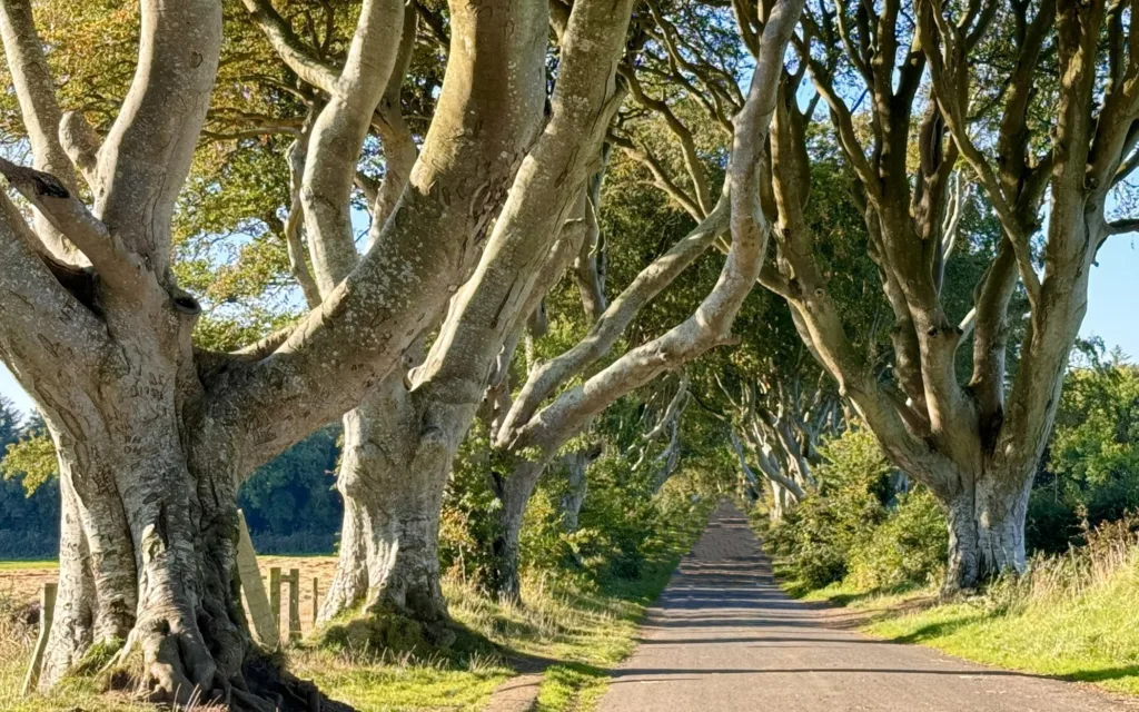 12 Dark Hedges-Irlanda Norte-Reino Unido