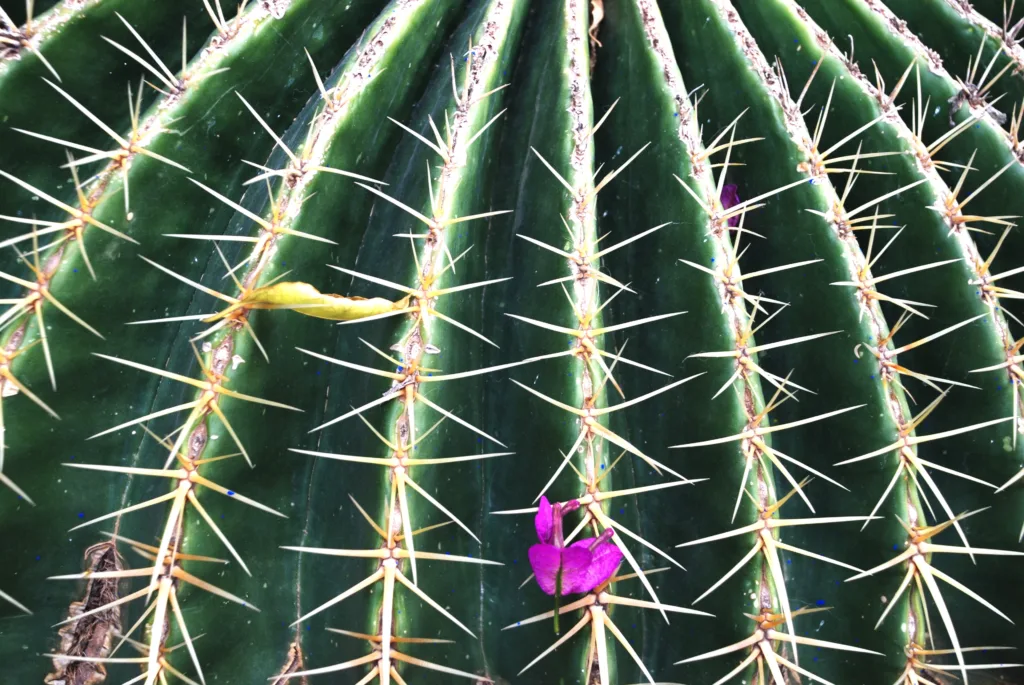 12 Jardín Majorelle-Marrakech-Marruecos