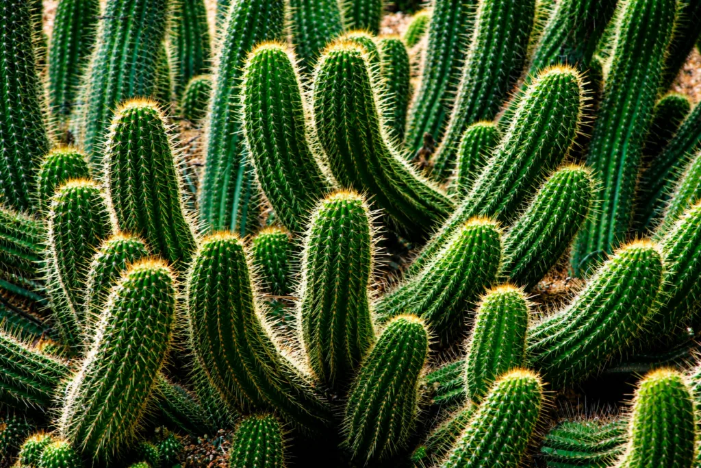 19 Jardín Majorelle-Marrakech-Marruecos