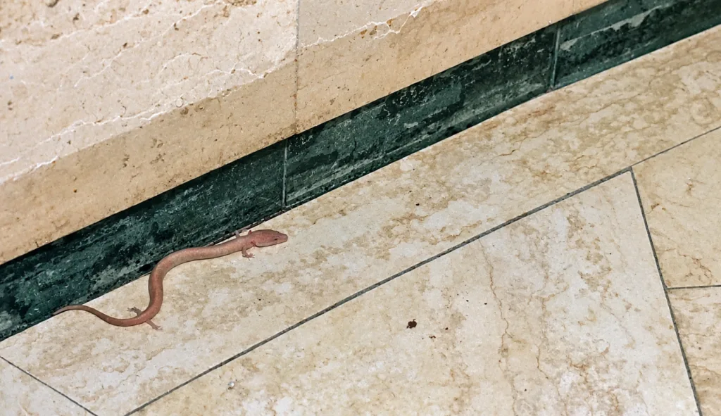 2 Proteus Anguinus-Skocjan-Eslovenia