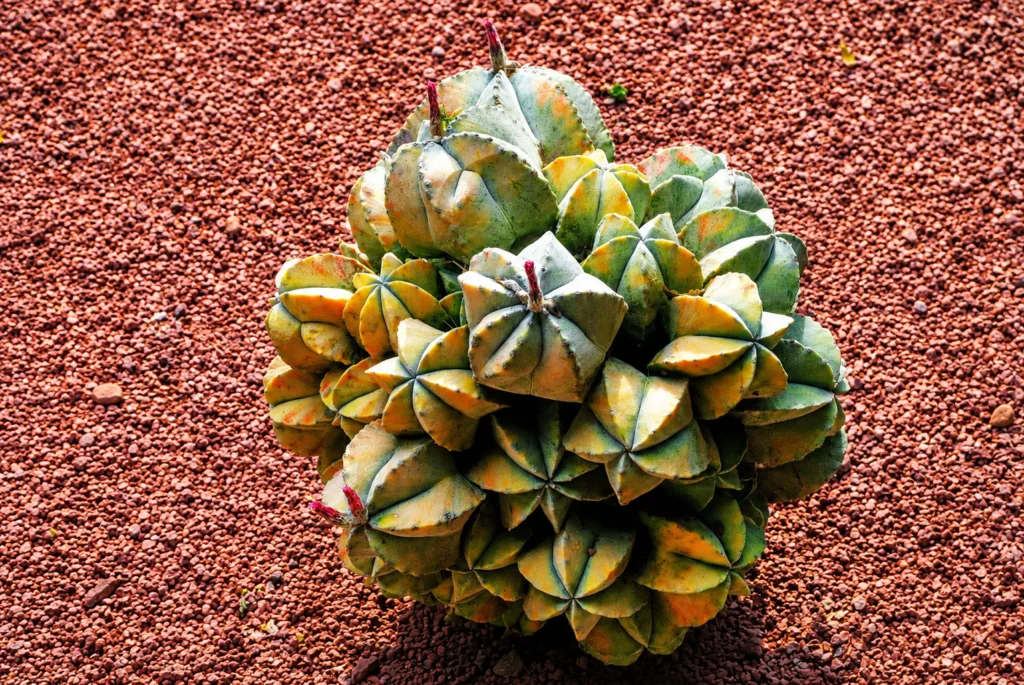 20 Ariocarpus-Majorelle-Marrakech-Marruecos