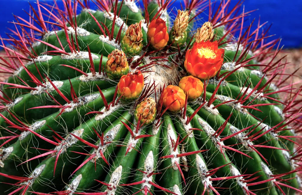 24 Jardín Majorelle-Marrakech-Marruecos