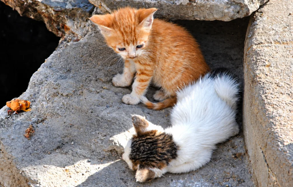 25 Gatos-Essaouira-Marruecos