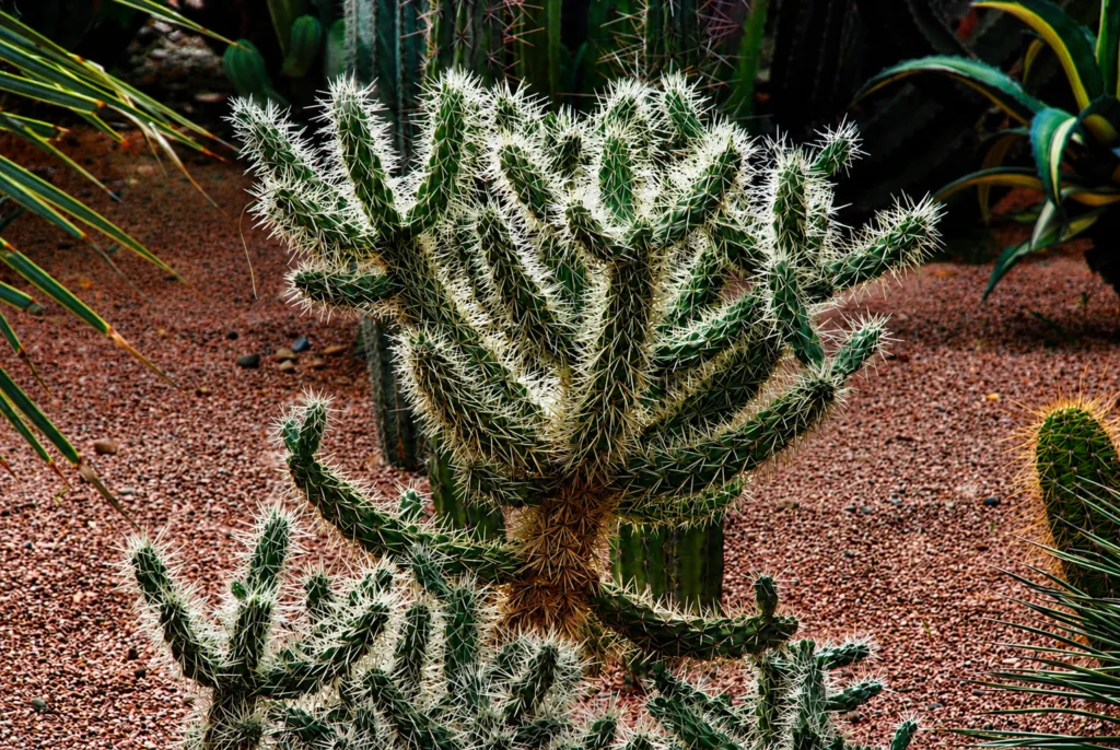 26 Jardín Majorelle-Marrakech-Marruecos