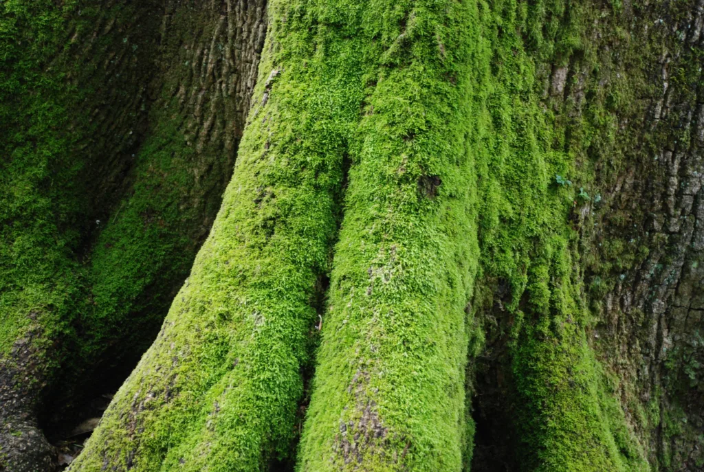 4 Sequoia-Buçaco-Portugal