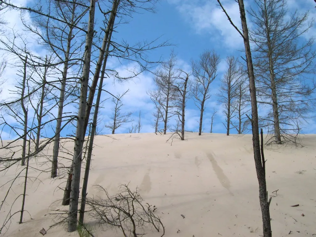 5 Bosque-Slowinski Park-Polonia