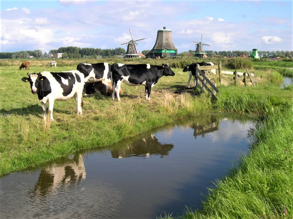 5 Vacas-Zaanse Schans-Países Bajos