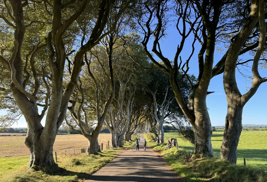 6 Dark Hedges-Irlanda Norte-Reino Unido