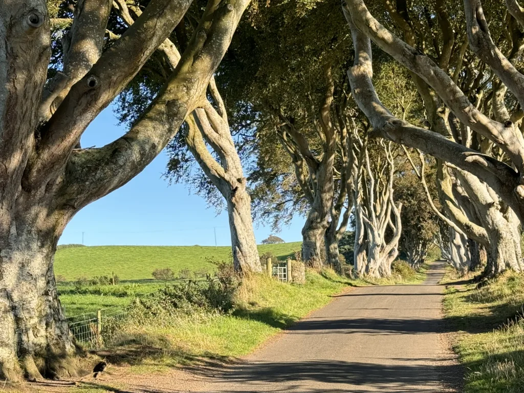 8 Dark Hedges-Irlanda Norte-Reino Unido