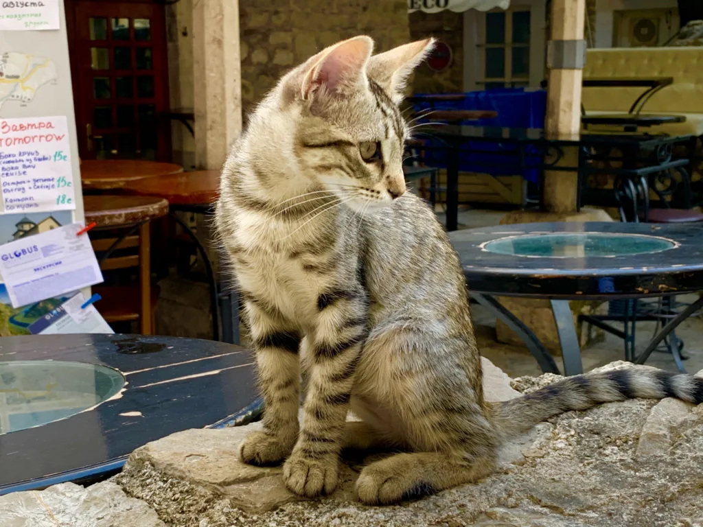 9 Gato-Kotor-Monyenegro